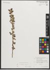 Foto von Salix myrtilloides L. x Salix repens L.